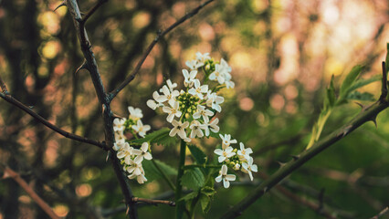 white flower on branch in the park