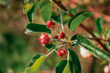 pink flower in the park