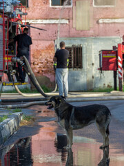 Dog is standing in a puddle of water next to a fire hydrant