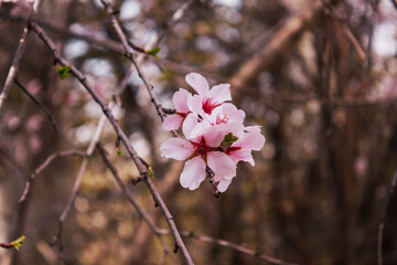 pink flower on branch in the park