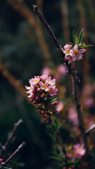 pink flower in the park
