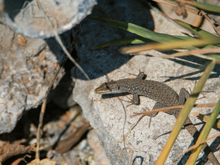 lizard on the stone