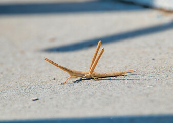 insect on the ground