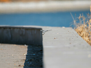 white wagtail sitting