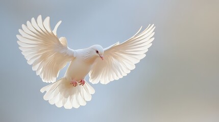 Obraz premium White dove flying with wings spread, symbol of peace, hope, and spirituality.