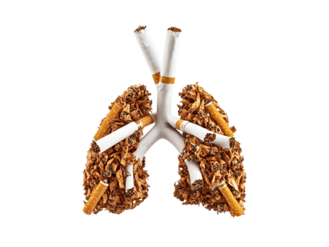 Human lungs made of cigarettes