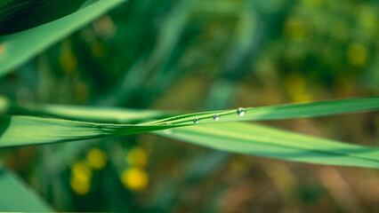 water drops on a green grass