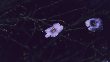pink flowers on a black background
