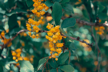 barberry flowers