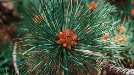 pine tree branches with cones