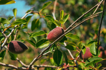apricot tree branch with fruits