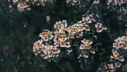 white flowers on a green background