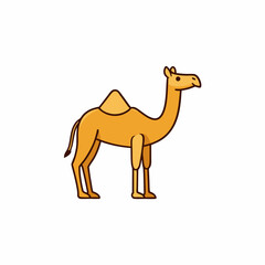 camel isolated on white