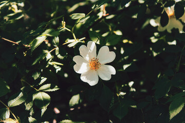 white flower on a green background