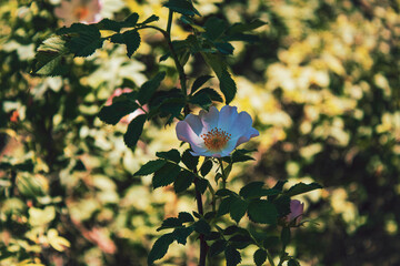 white flower on a green background