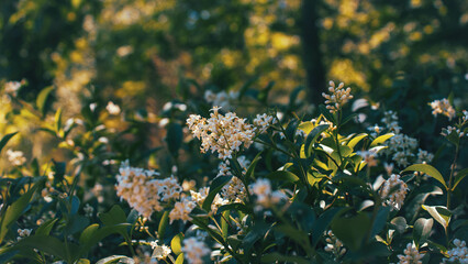 white flowers on a green background