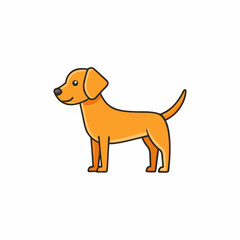 dachshund puppy on white background