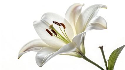 Obraz premium Pure Lily: Capture the pristine beauty of a singular, pure white lily, its delicate petals and intricate details a testament to nature's elegance.