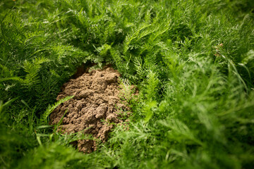 Fresh soil with surrounding greenery