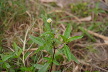 Bhringraj (Eclipta prostrata), also known as false daisy, a plant in the sunflower family