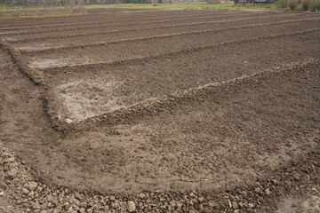 The agricultural field is plowed properly and watered before plantation 