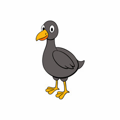 coot bird on a white background