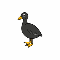 coot bird on a white background