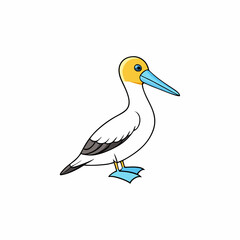 vector illustration of a gannet