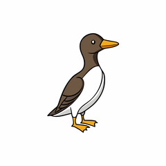 black and white guillemot