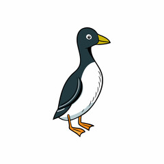 black and white guillemot