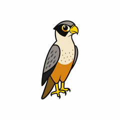 vector illustration of a peregrine bird
