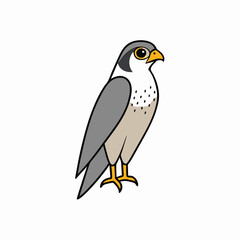 vector illustration of a peregrine bird