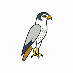 vector illustration of a peregrine bird