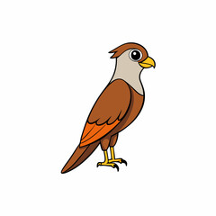 sparrowhawk isolated on white