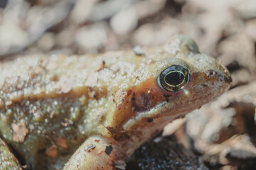 Closeup of a common frog (Rana temporaria) covered in bits of soil, with textured skin, set against a blurred earthy background spotted in Mastenbos, Kapellen