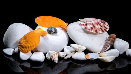 Assorted Seashells on White Stones with Black Background
