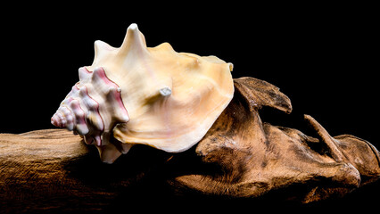 Bursa Bufonia Seashell on driftwood Black Background