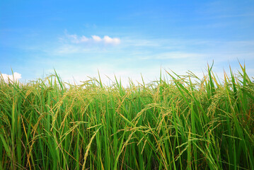 rice plantation