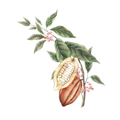 Branch of cocoa tree with green leaves and two red-orange cocoa fruits, one fruit cut in half. Watercolor botanical illustration for food packaging, book illustrations, confectionery branding