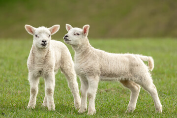 Lambs in Springtime, close up of two cute twin lambs in Springtime, stood in lush green meadow, one facing front, one to the left. Horizontal. Copy space © Moorland Roamer