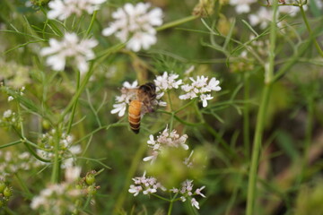 Close-up of a honey bee on the coriander flower against a blurry background 