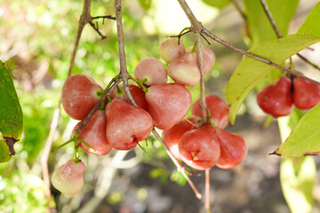 A bunch of red water apples hangs on the tree.