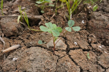 A young clover plant is growing on the cracked ground 