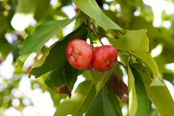 A bunch of red water apples hangs on the tree.