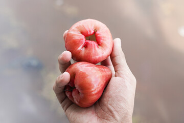 A hand holding two Rose apples or chomphu, one of which is a persimmon