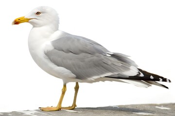 seagull bird with white background
