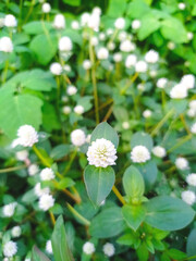 Wildflower Beauty: White Charm Amidst Green