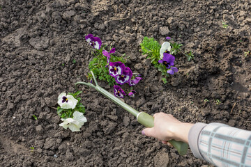 Farmer is loosening soil around flowers using a hand garden rake