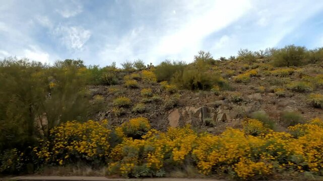 Arizona Driving 1682 Tempe Sunflower