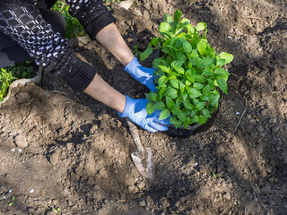 Female gardener planting bell pepper seedlings in the garden